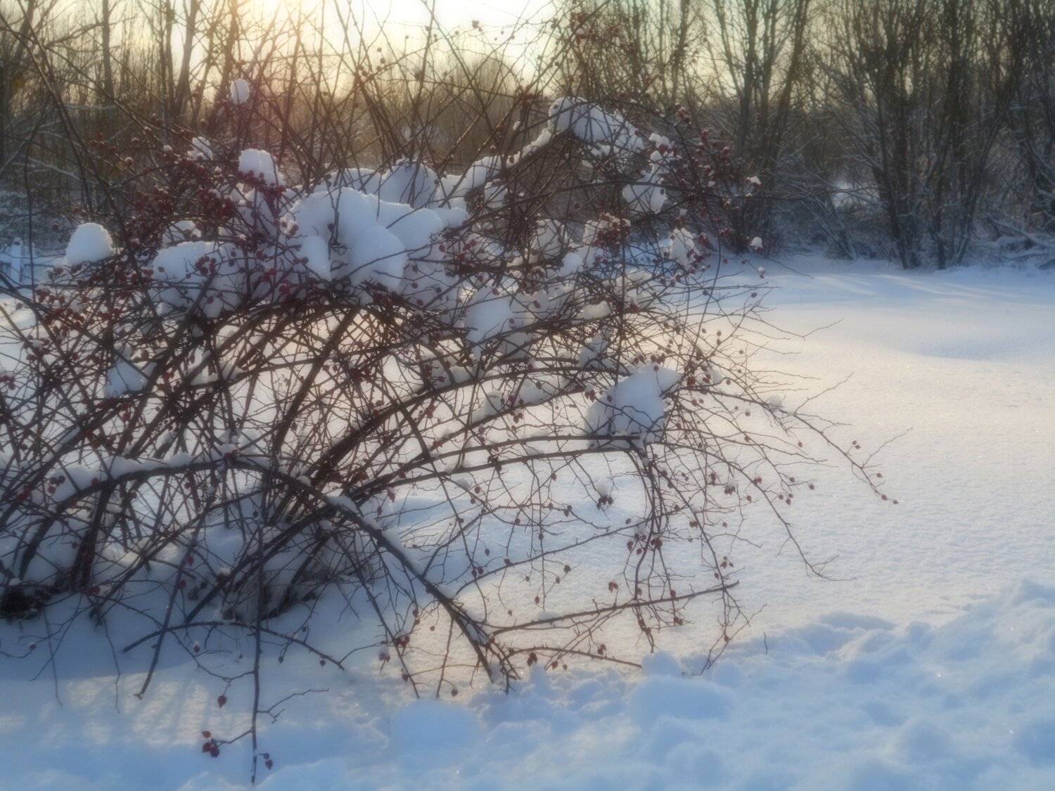 Photo #5657355
