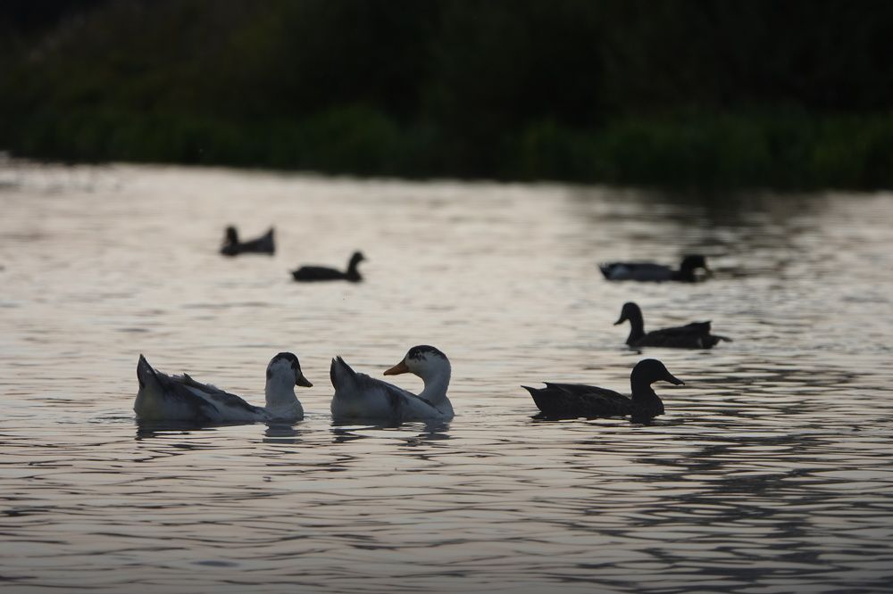 Photograph by Светлана Соболева