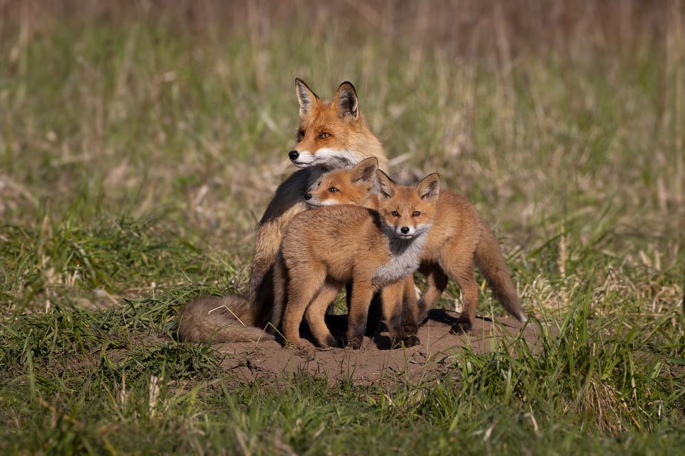 Photograph by Алексей Петров