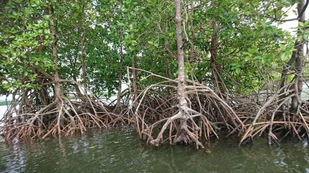 Mangrove Forest
