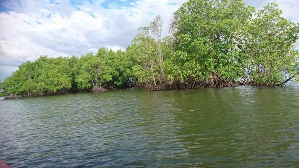 Mangrove Forest, where trees walk on water