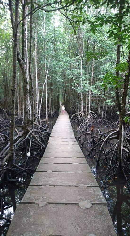 Mangrove forrest