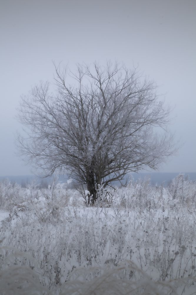 Зимнее дерево. Winter tree.