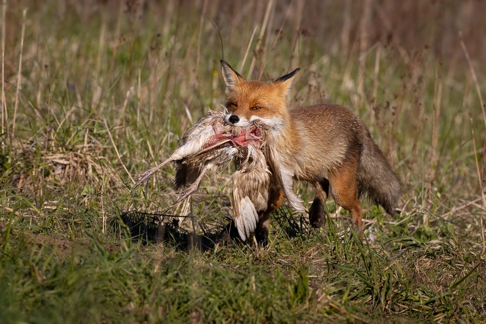 Photograph by Алексей Петров