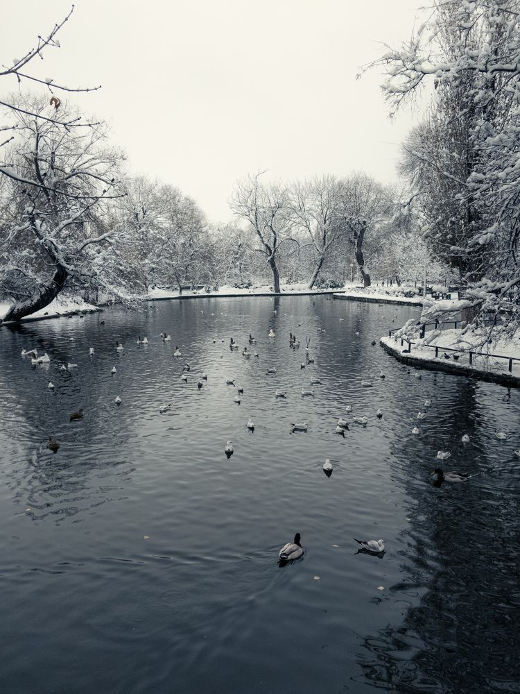 Зимний пруд