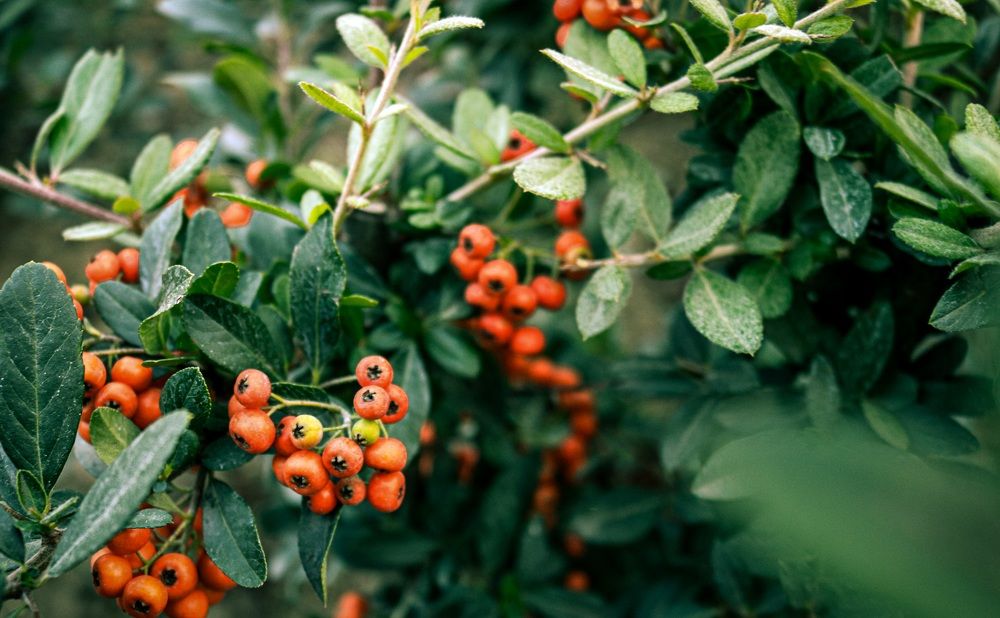 Photograph by Dale White