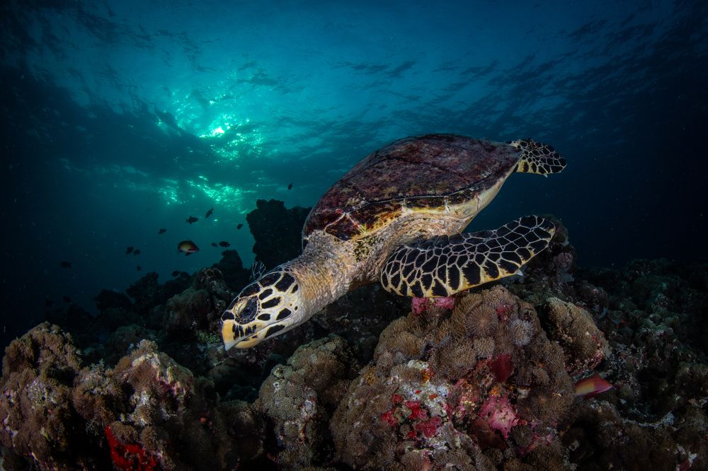 Photograph by Carlos Eduardo Barreto Pinheiro