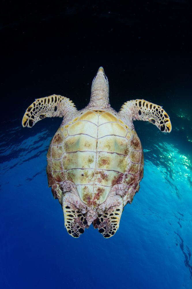 Photograph by Carlos Eduardo Barreto Pinheiro