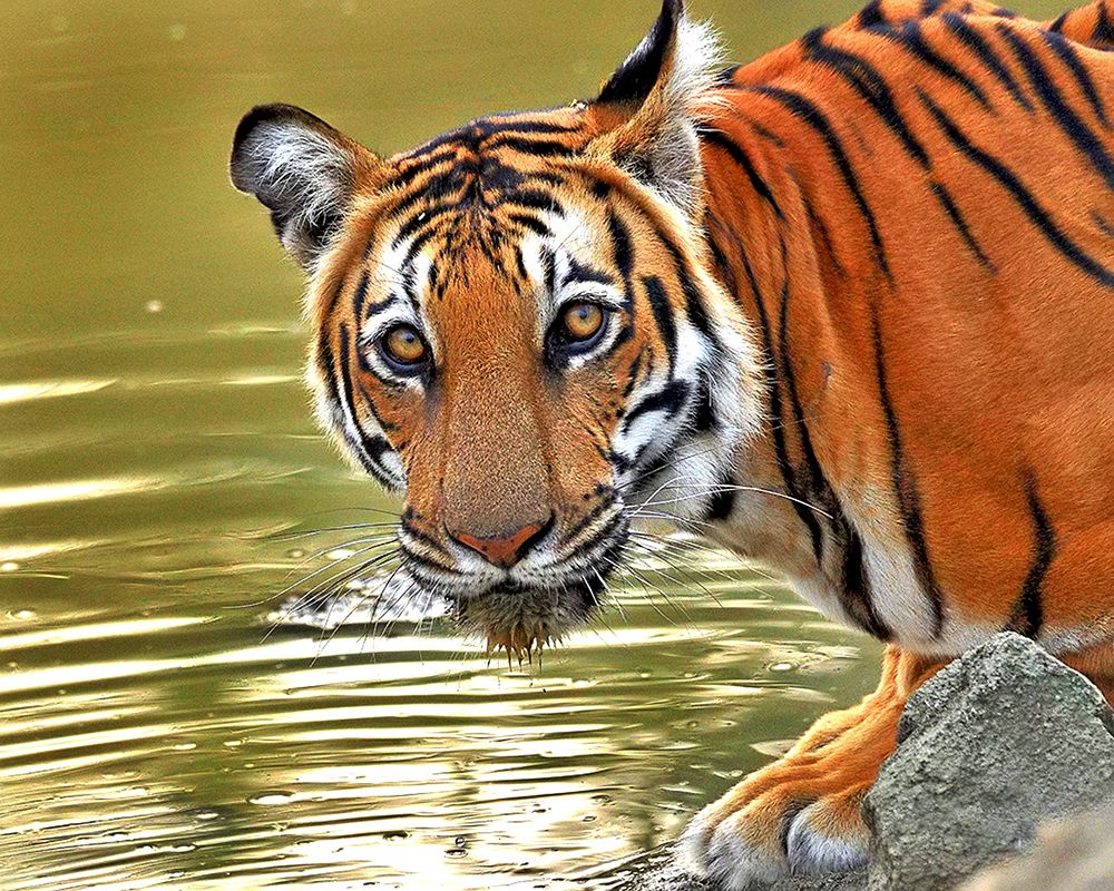 Their's Story in her Eyes