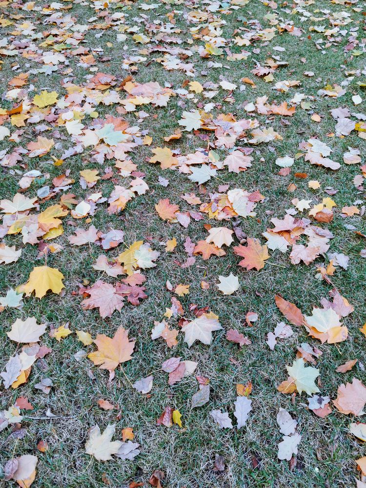 Первые осенние листья