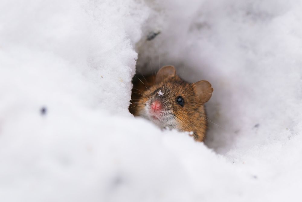 Photograph by Олег Милеев (Каминцев)