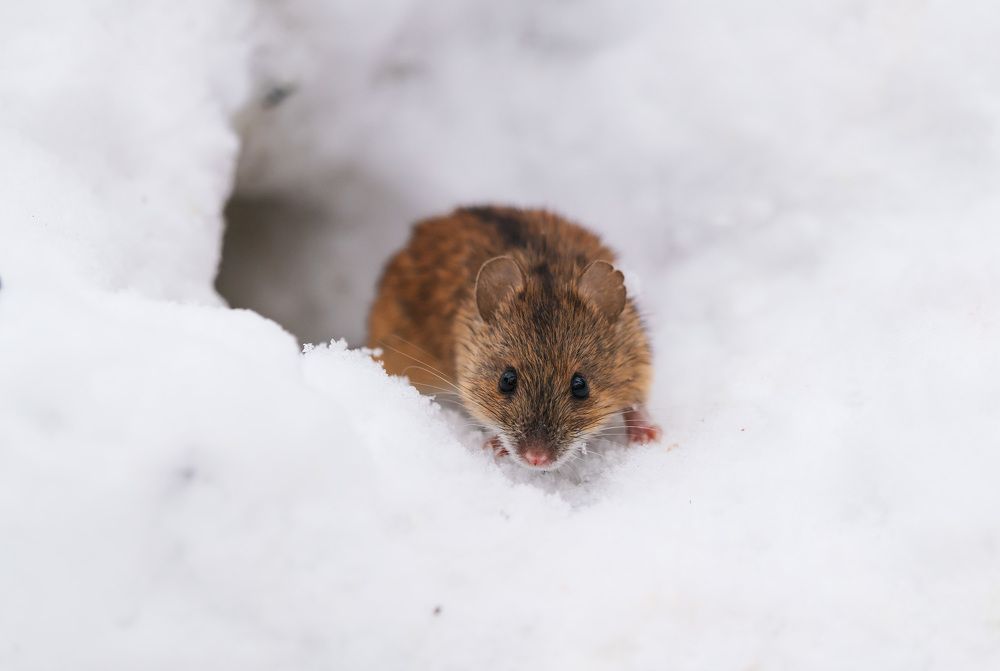 Photograph by Олег Милеев (Каминцев)