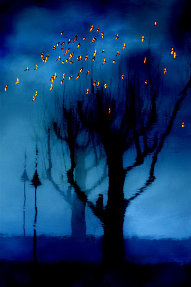 Фотография автора Cornelia Ghergut