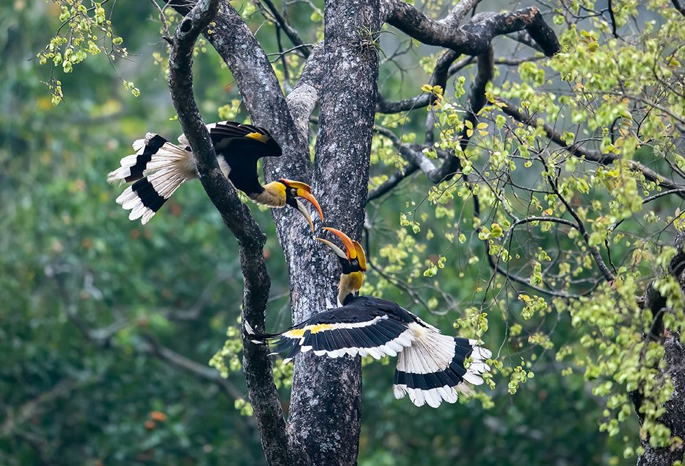 Photograph by PRADEEP SOMAN