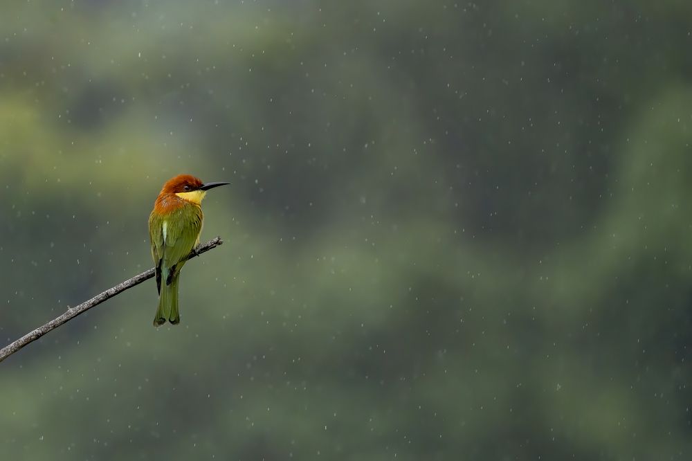 Фотография автора Naveen Kumar