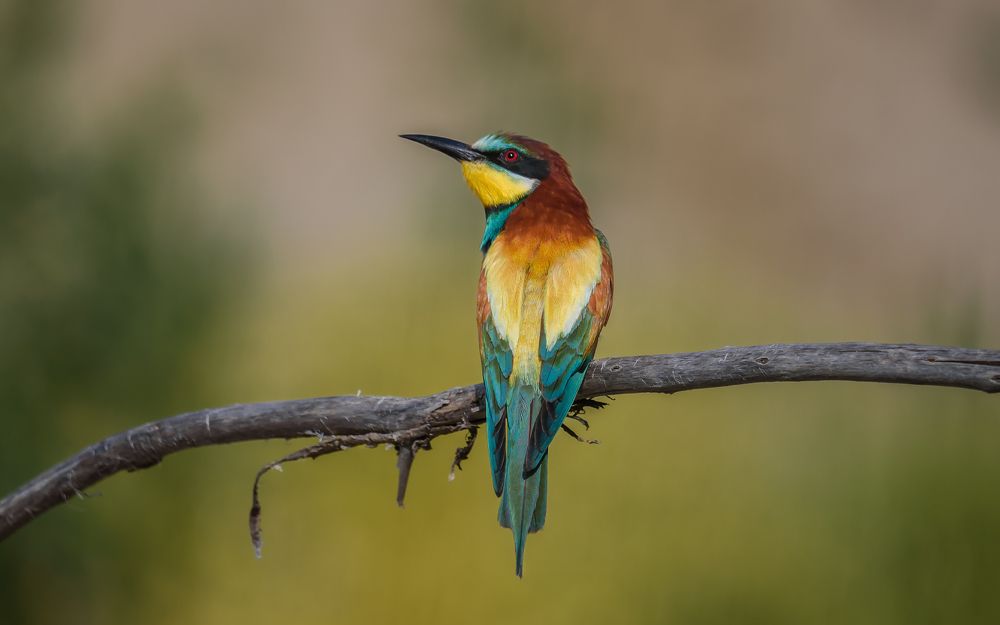 Красноглазка...