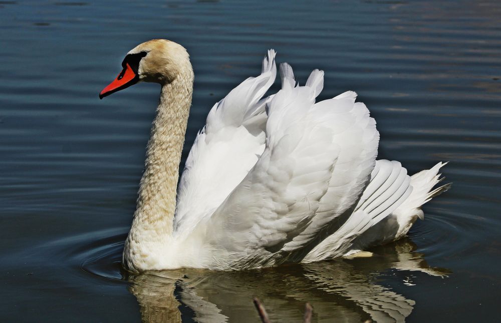 Photograph by Galina Tsmyg