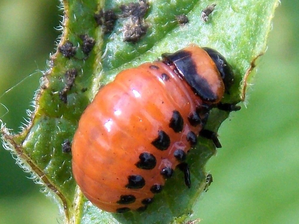 Photograph by Олександр Розум