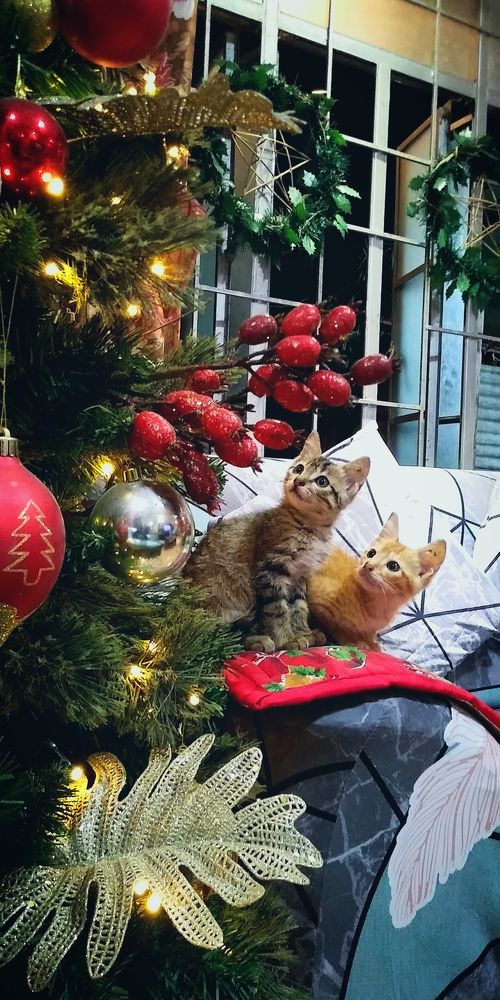 Christmas cats