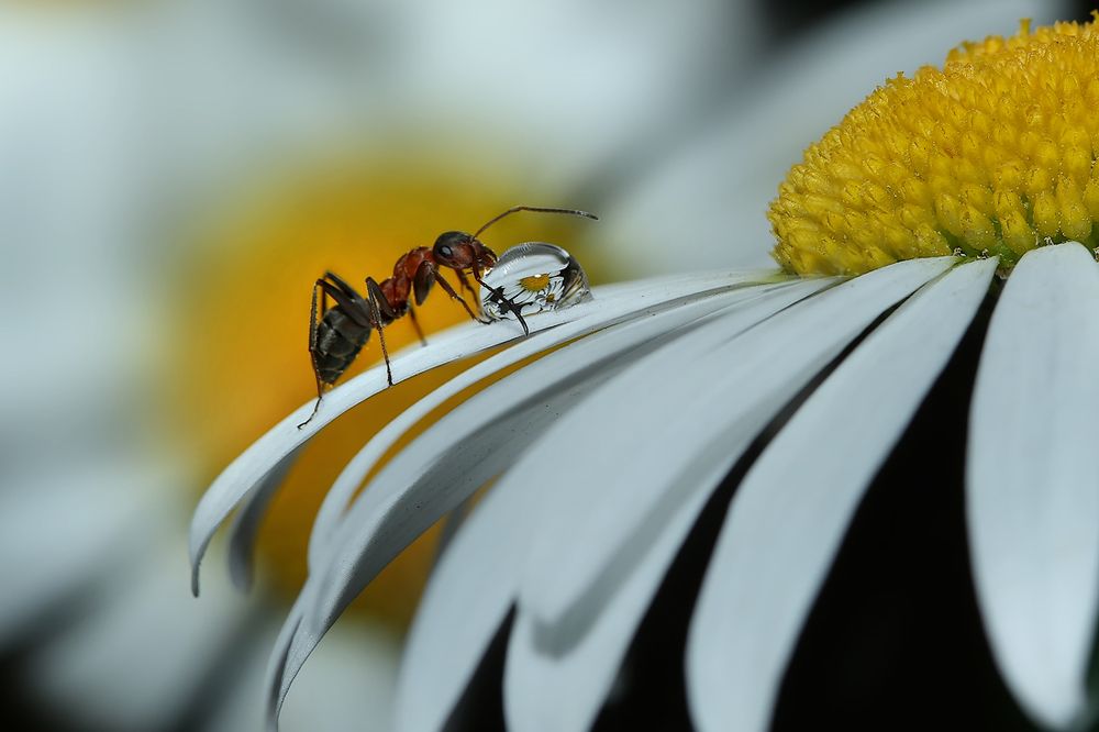 Ромашковый коктейль