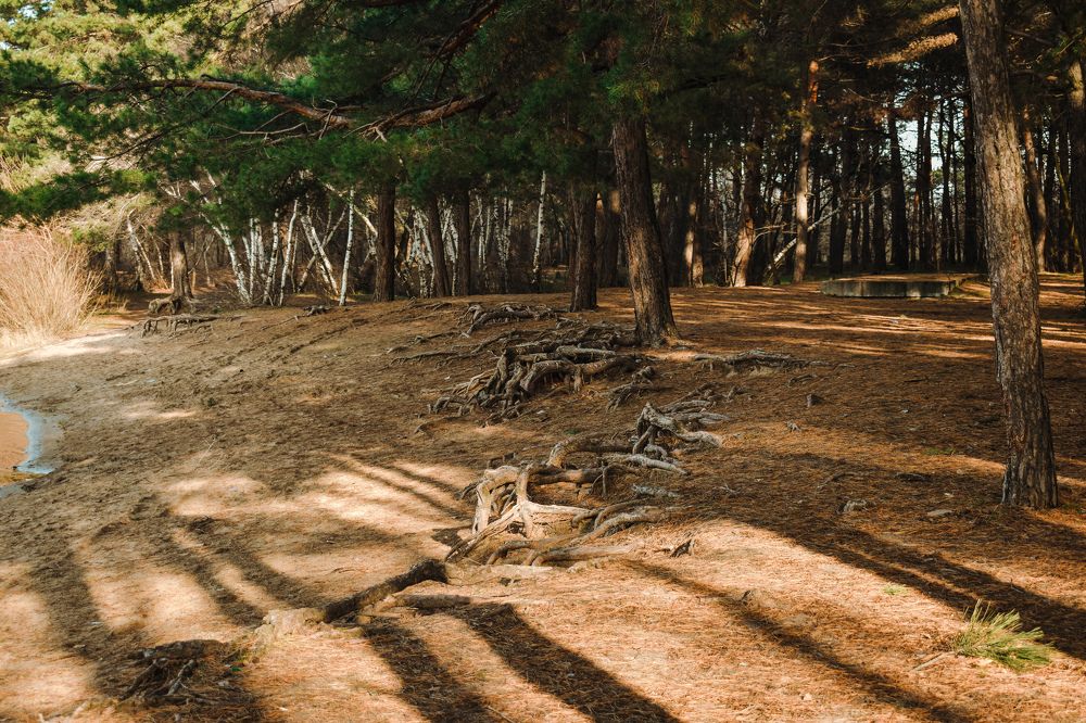 Photograph by Ирина Рыжая