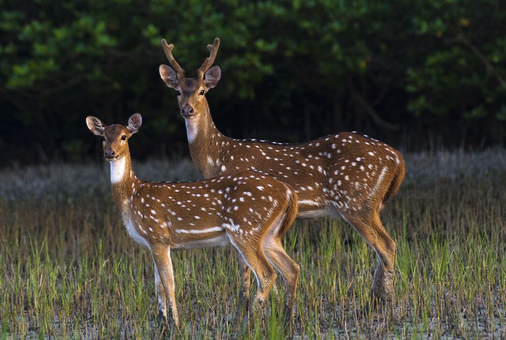 Photograph by Rajib Prodhan