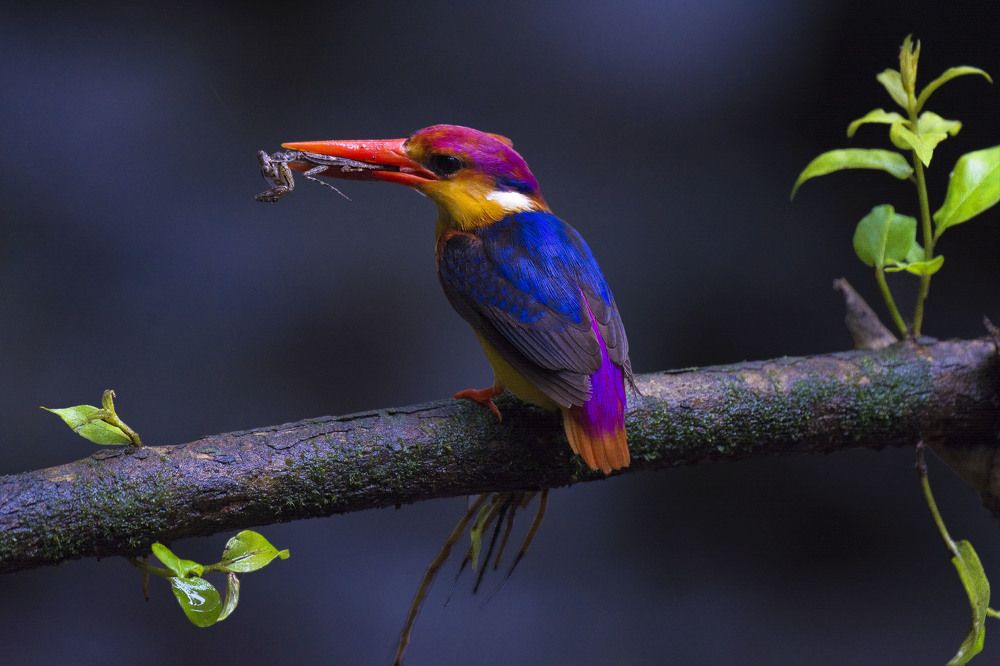 Photograph by Rajib Prodhan