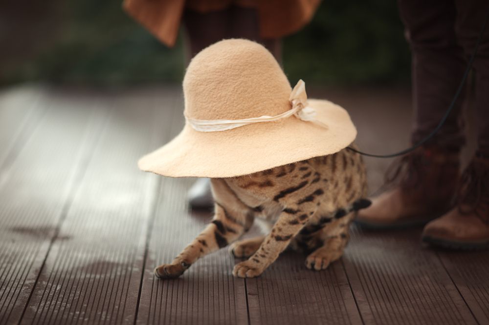 Весенний дождь