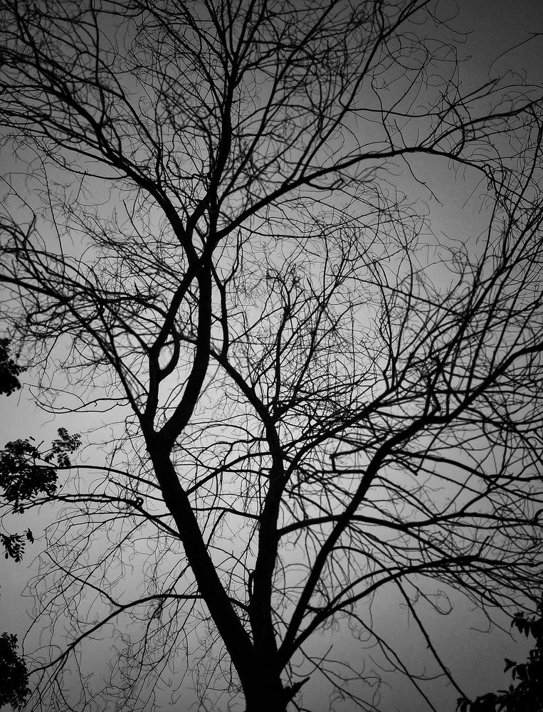 Tricky Nature