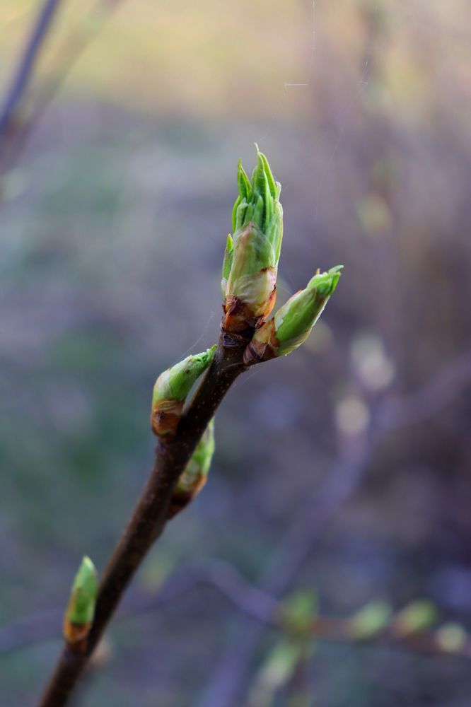 Когда пробуждается природа