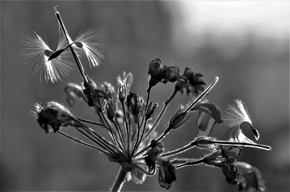 Photograph by Юлия Лис-а