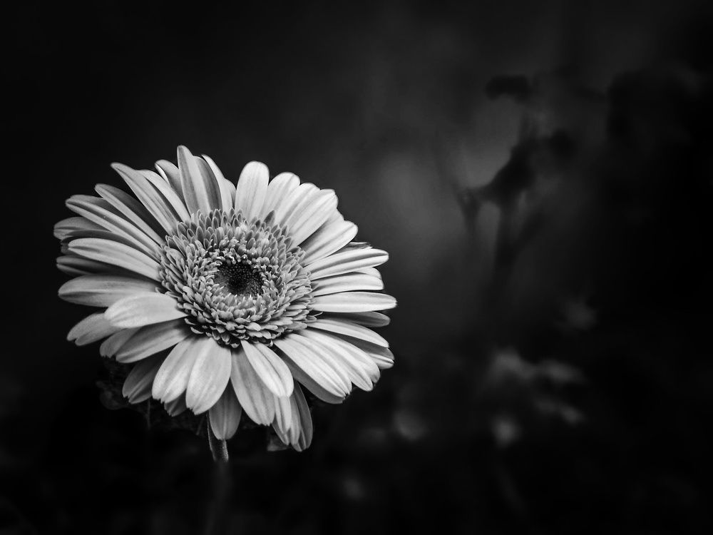 Photograph by Subham Mitra