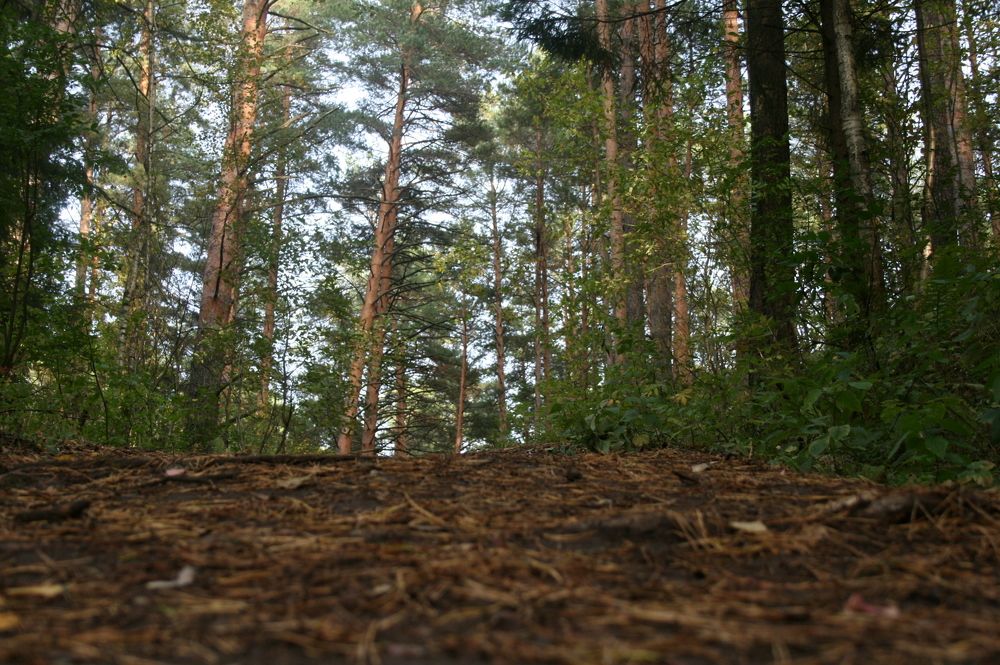 Сказочный сосновый бор!