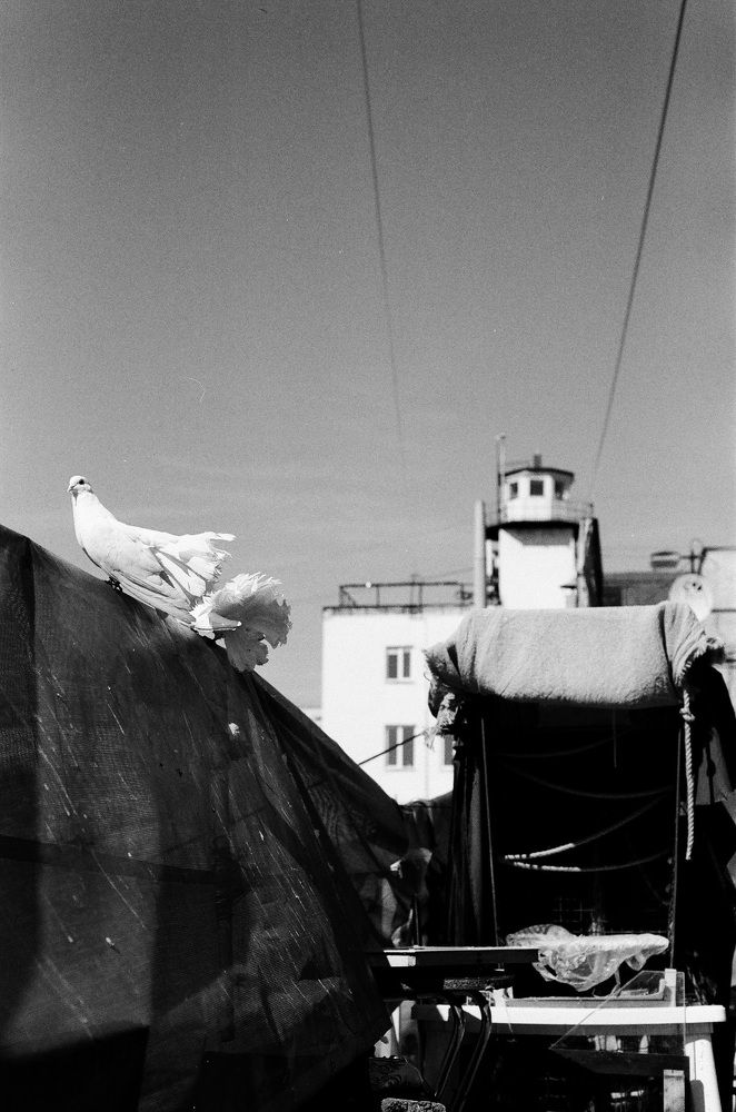 Photograph by Дмитрий Сосна