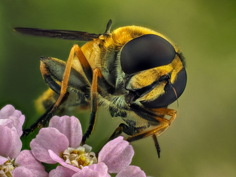 Муха-Цокотуха