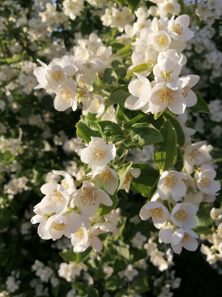 Цветущий жасмин