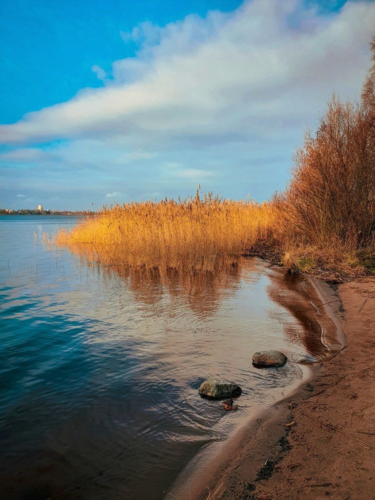 Камыши на озере.