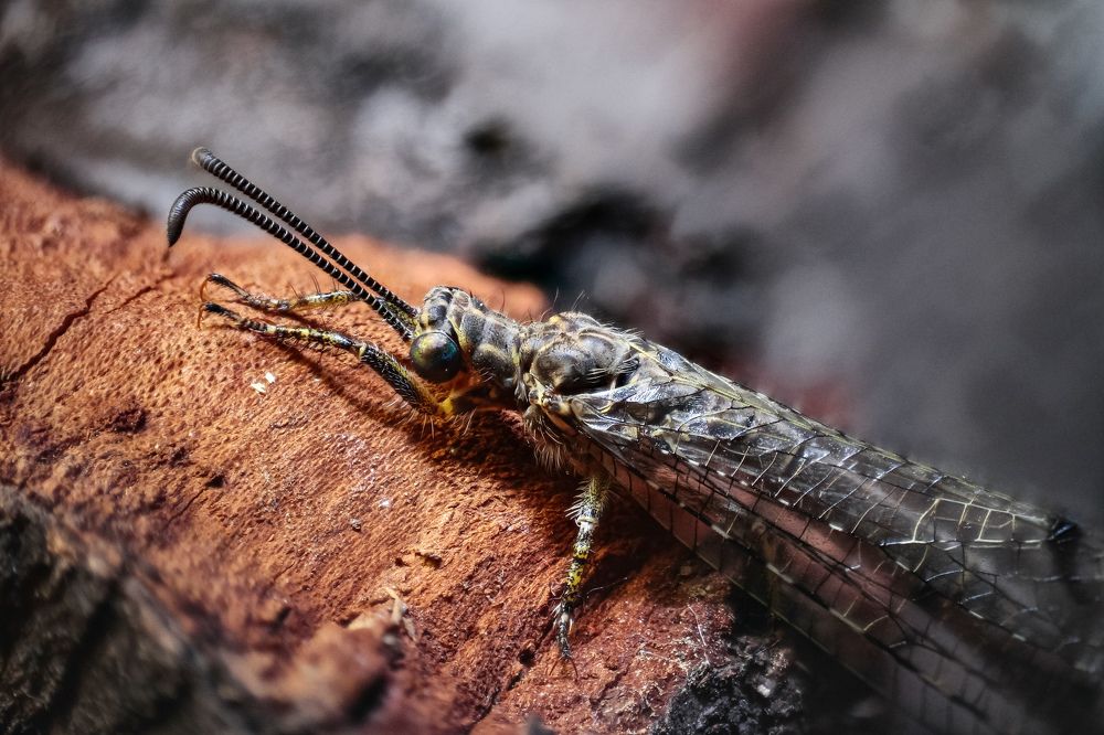 Муравьиный лев