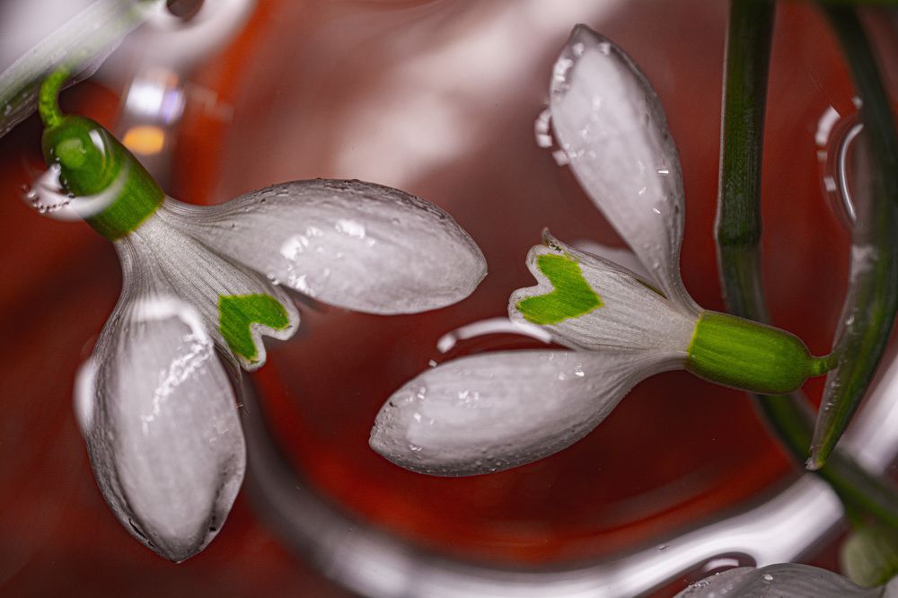 Подснежники Любви