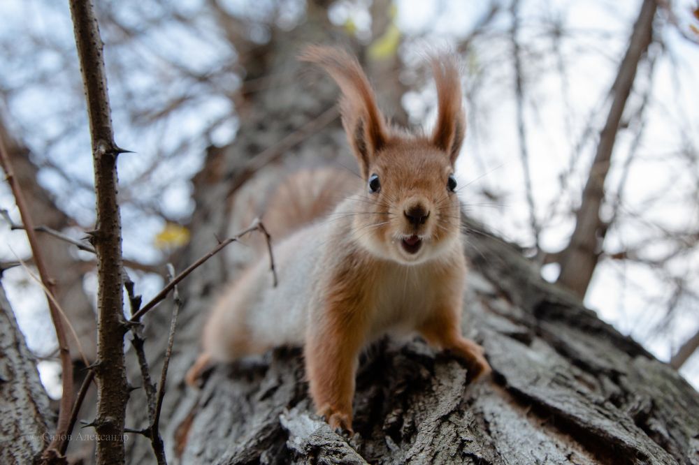 Photograph by Александр Салов
