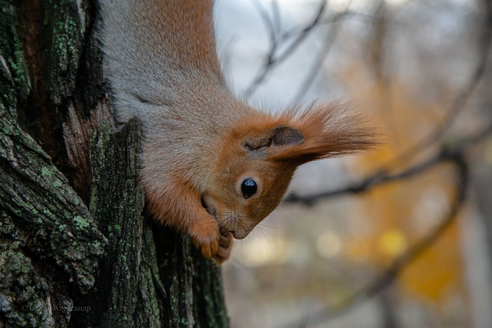 Photograph by Александр Салов