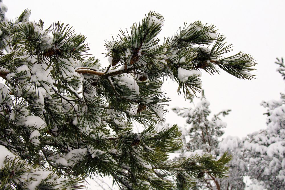 The beauty of winter