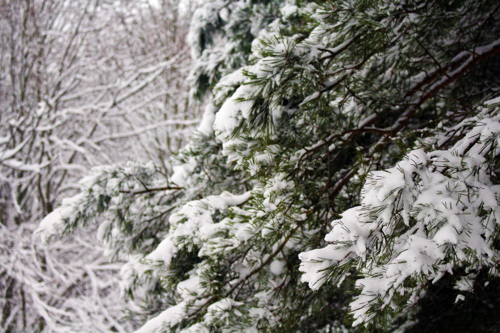 The beauty of winter