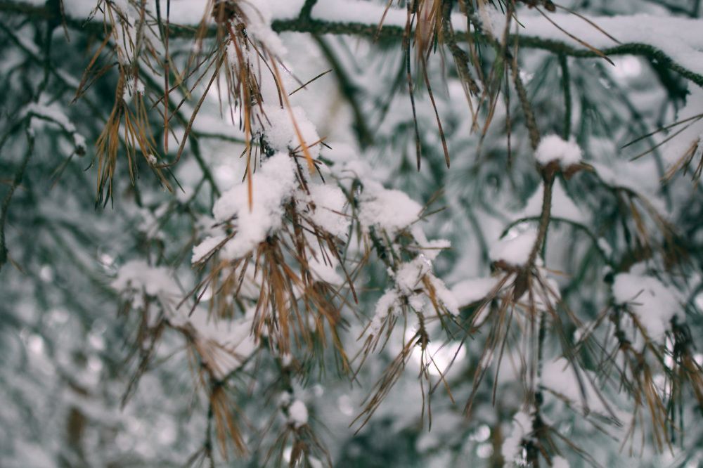 The beauty of winter