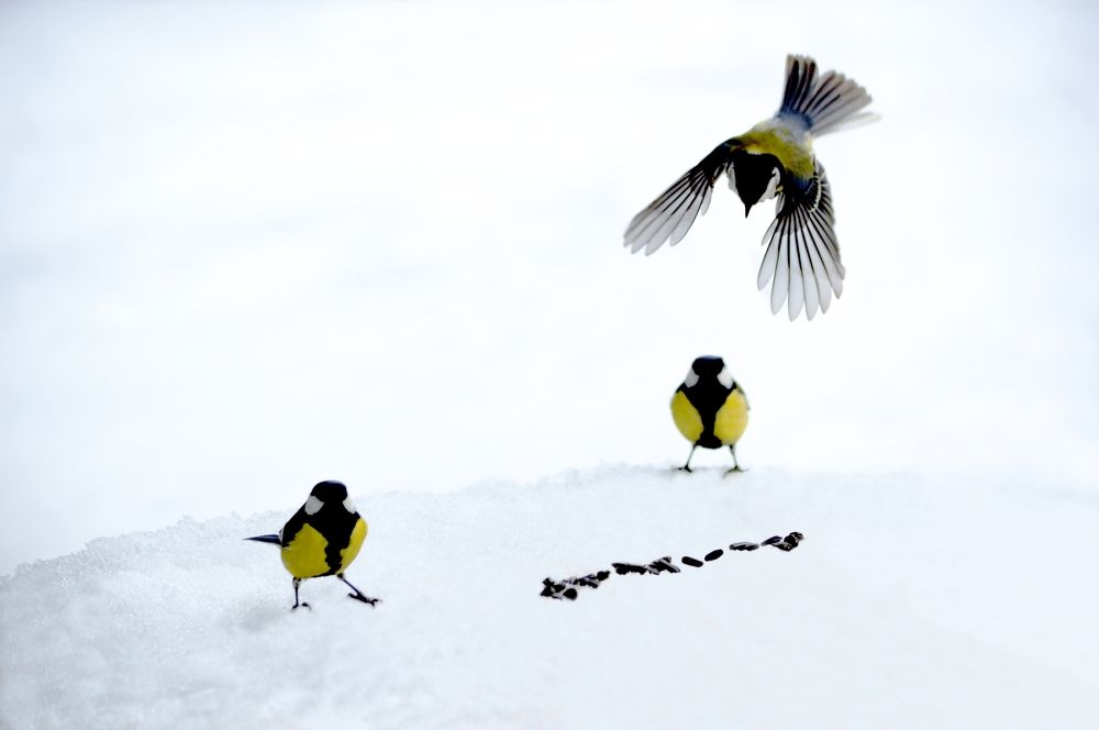 Синичкин аэродром