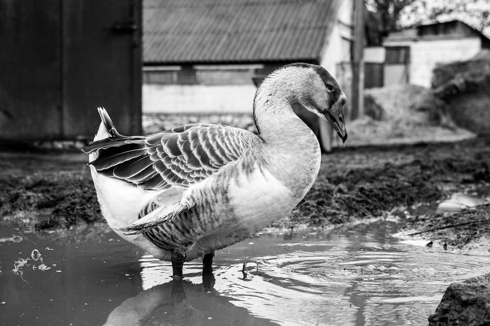 Photograph by Станислава Войцеховская
