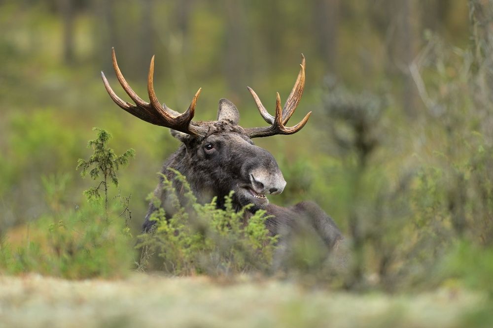 Smiling moose
