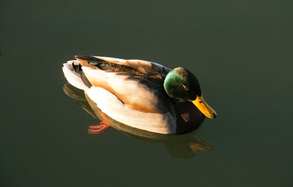 Photograph by Анна Татаренко