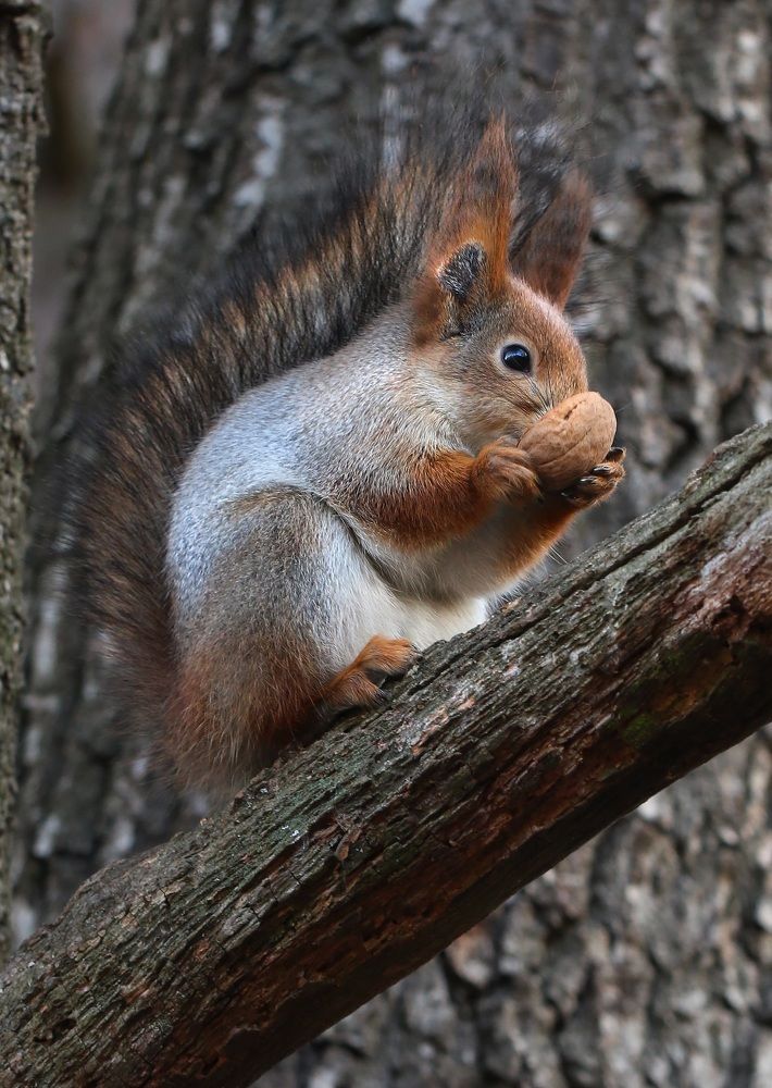 Лесная красавица