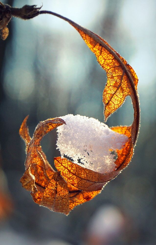 Photograph by Ави Христова